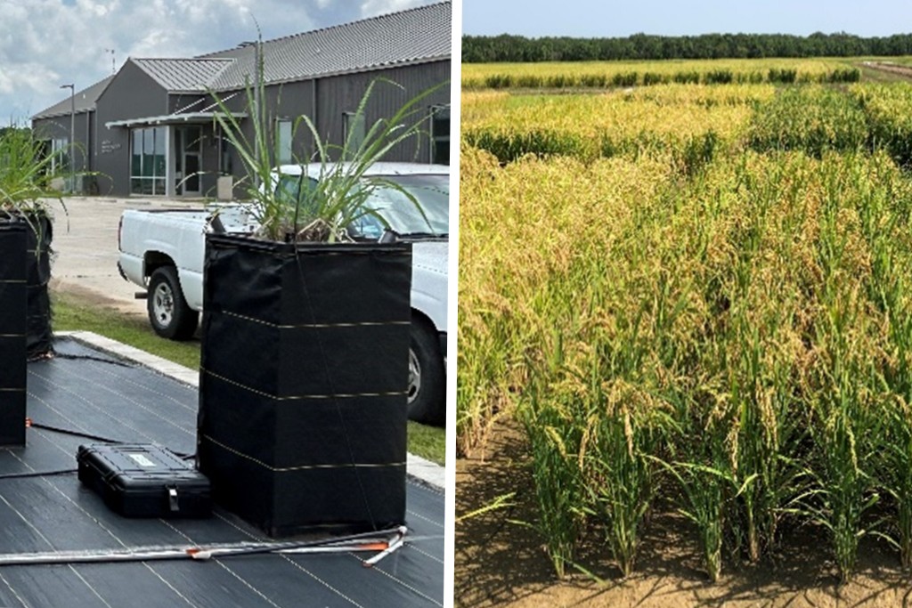 left is sugarcane plants in boxes, right is rows of rice plants