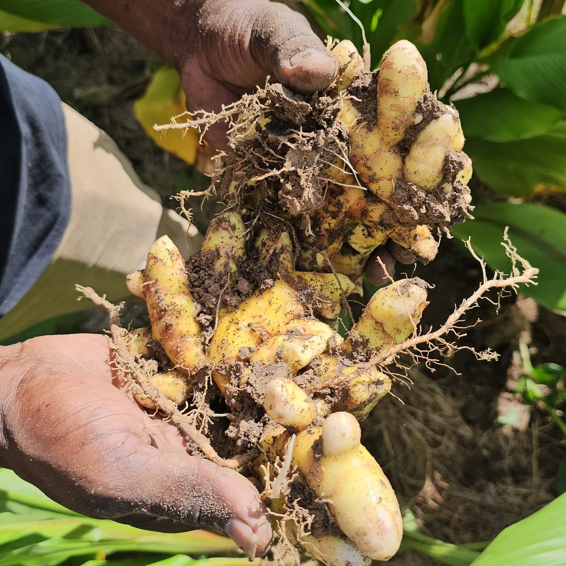 Black turmeric fresh from the field