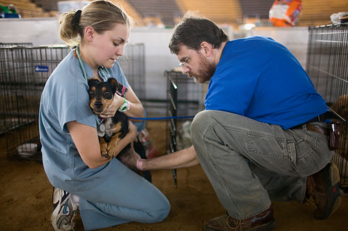 A dog is examined at the LSU AgCenter animal shelter on campus