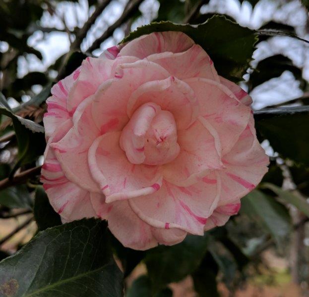 Camellia japonica "Sakuraba Tsubaki"