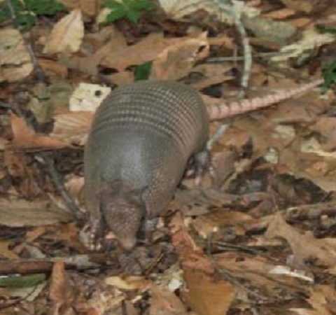 armadillo