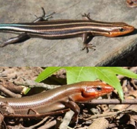 skinks