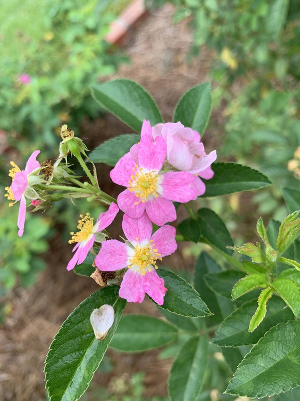 small purple roses