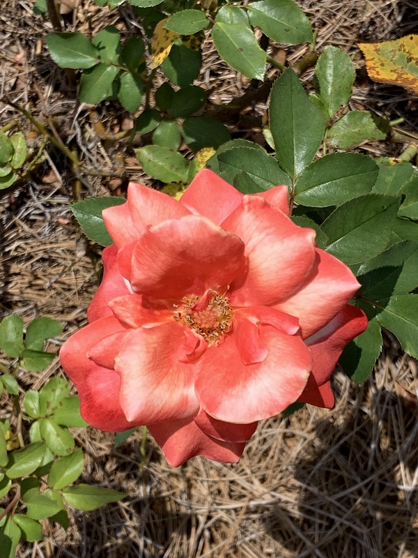 orange rose