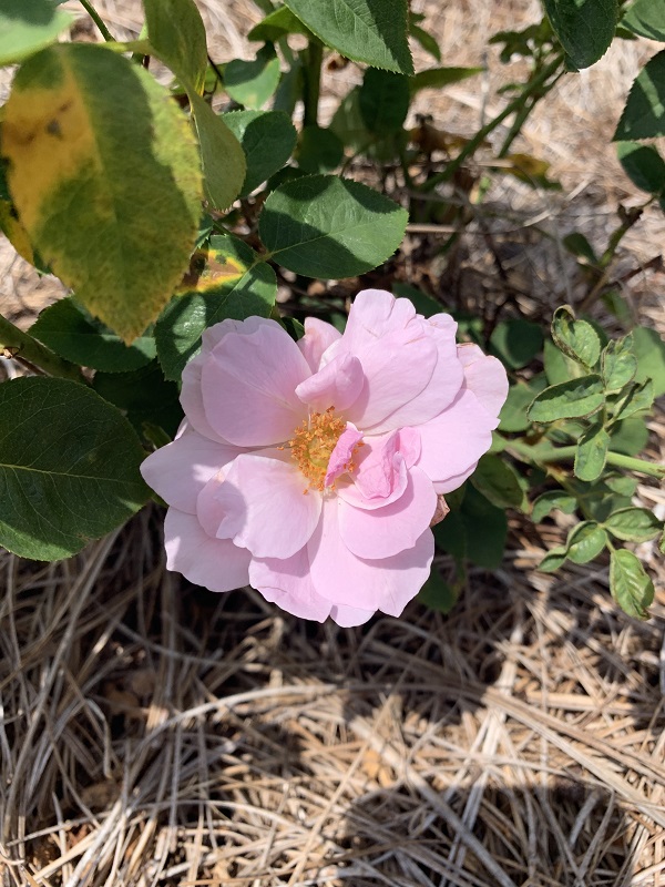 pink rose