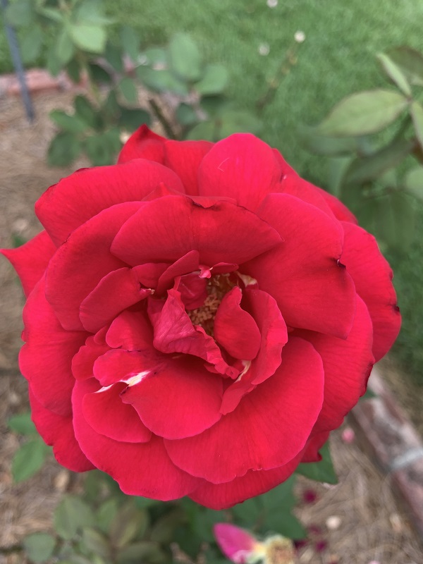 red rose