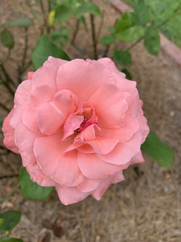 pink rose