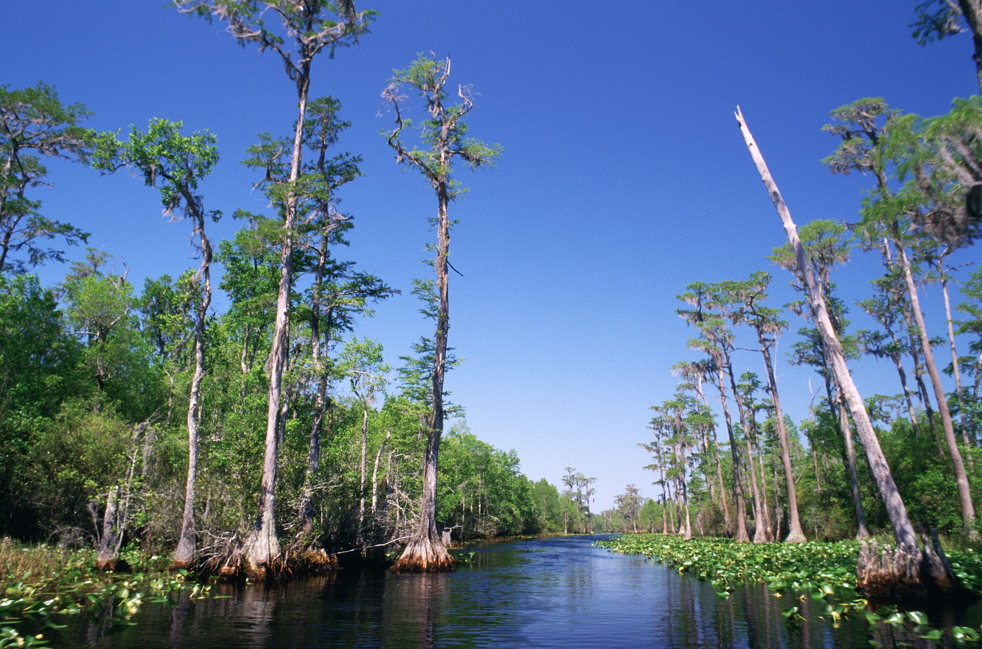 bald cypress