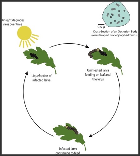 Baculovirus Life Cycle
