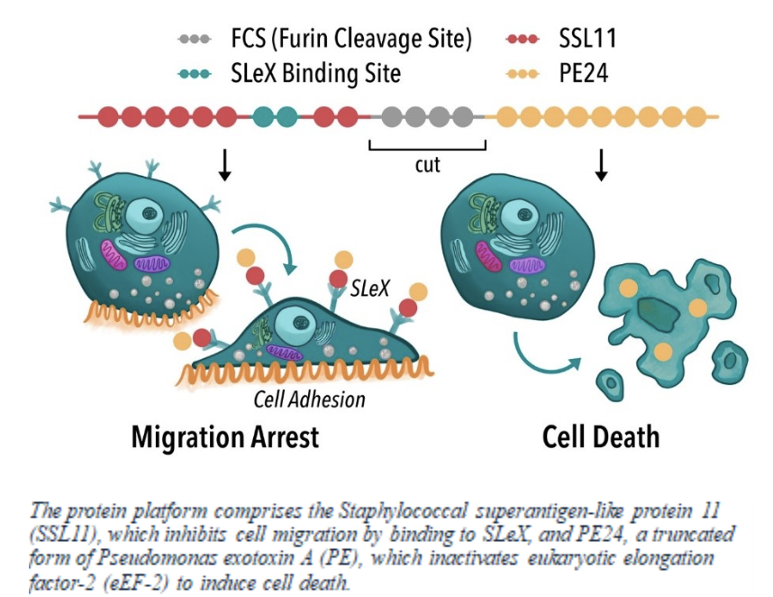 Protein Platform Chart