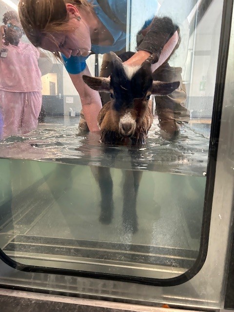 Joe Theismann, a goat, in the underwater treadmill